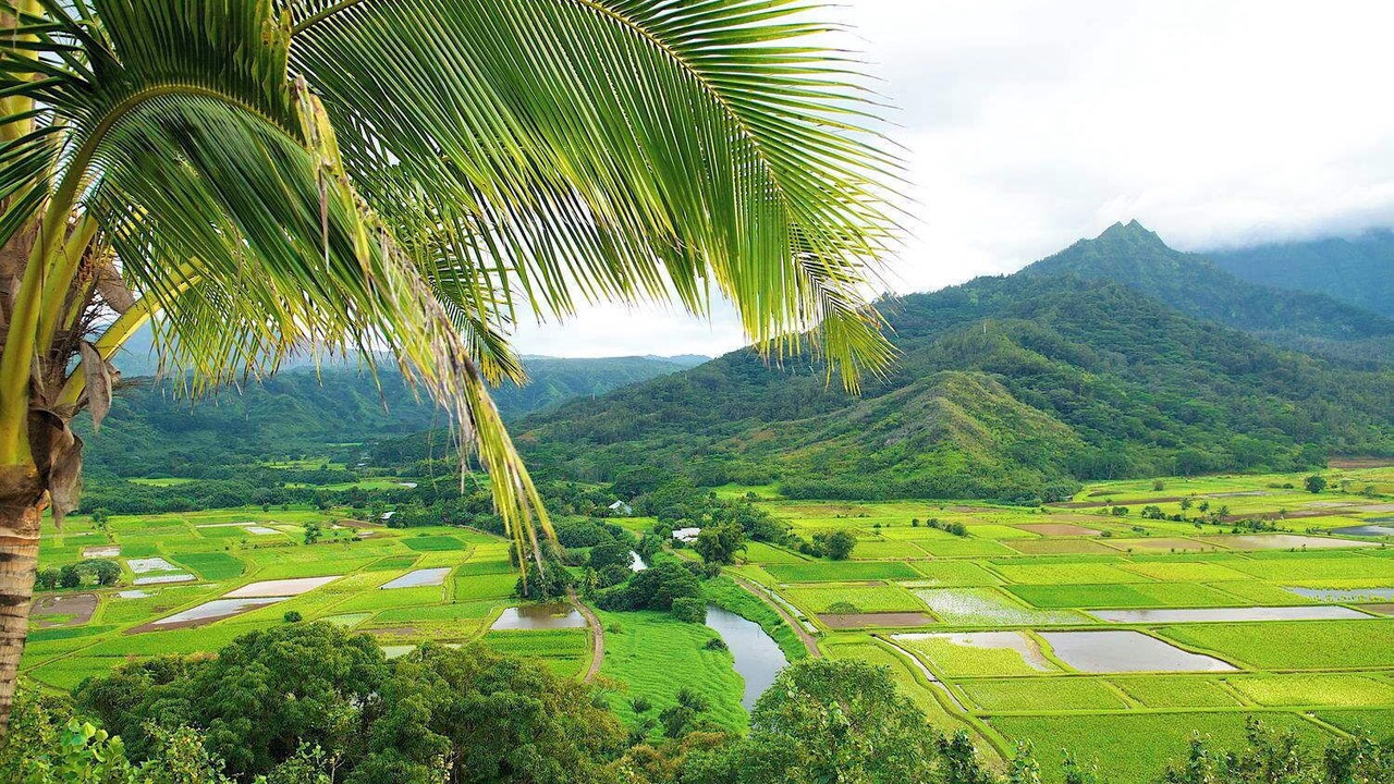 Photo of Others in Wailua
