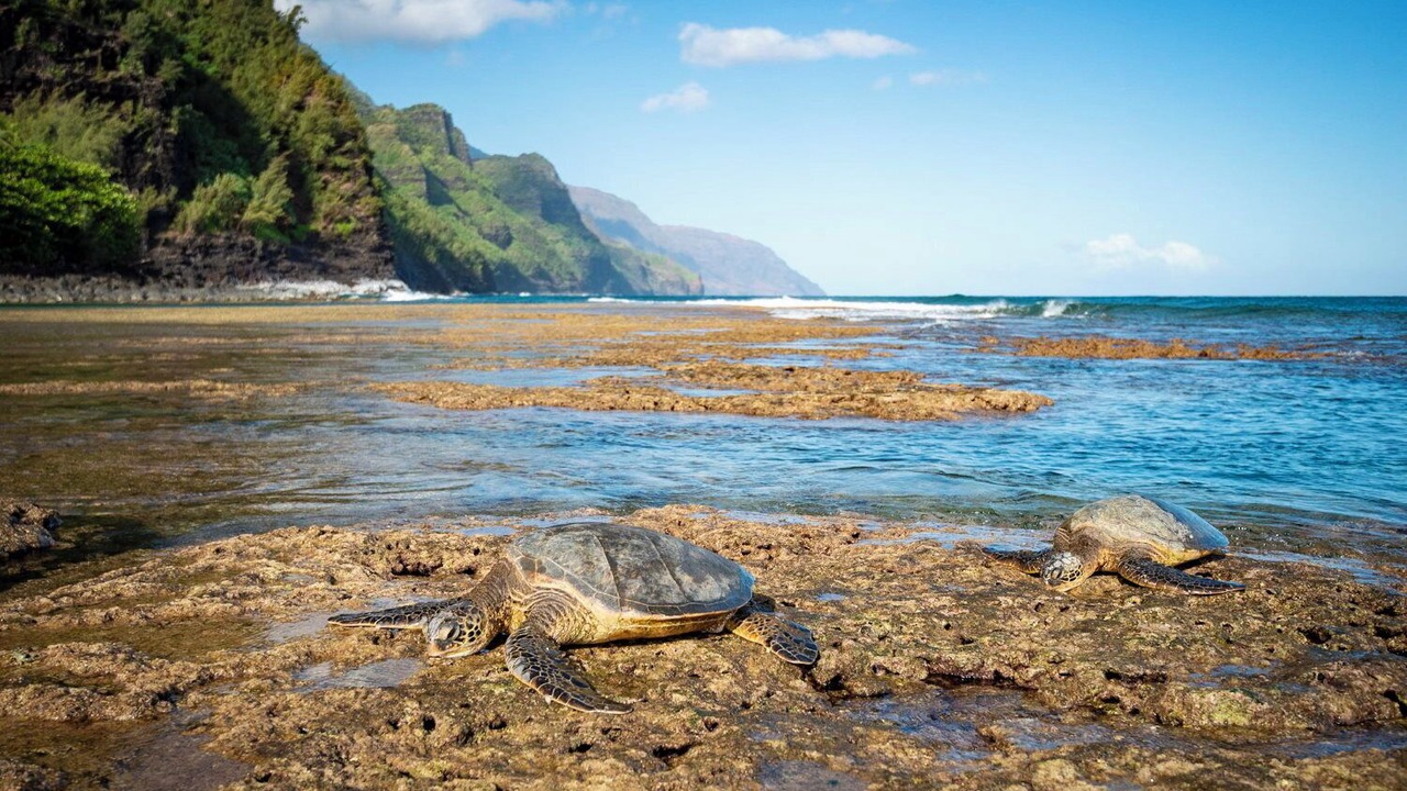 Photo of Others in Wailua