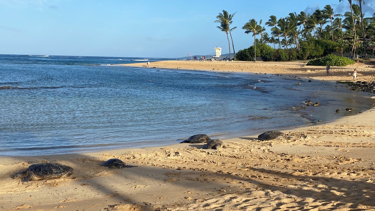 Photo of Others in Poipu