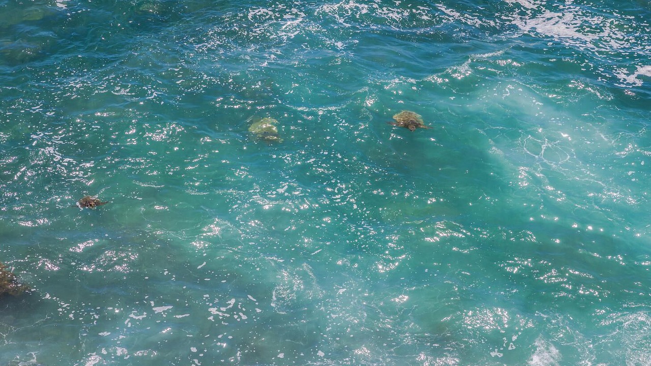 Photo of Others in Poipu