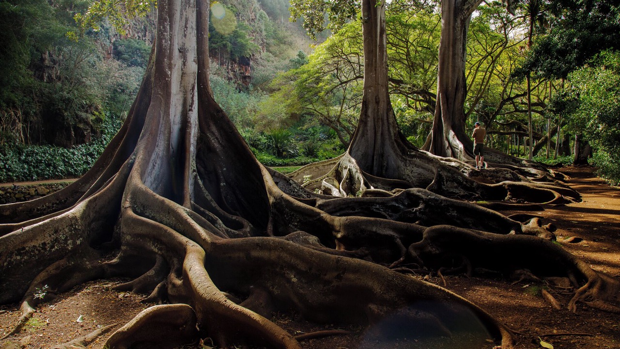 Photo of Outdoor in Kekaha