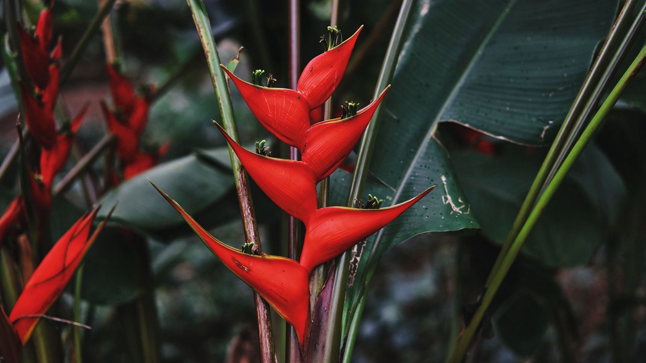Photo of Outdoor in Kekaha