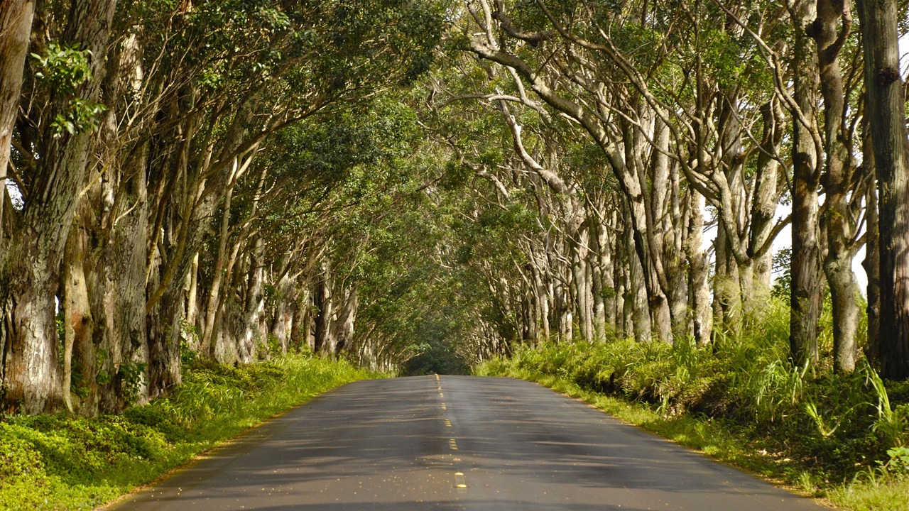 Photo of Others in Wailua