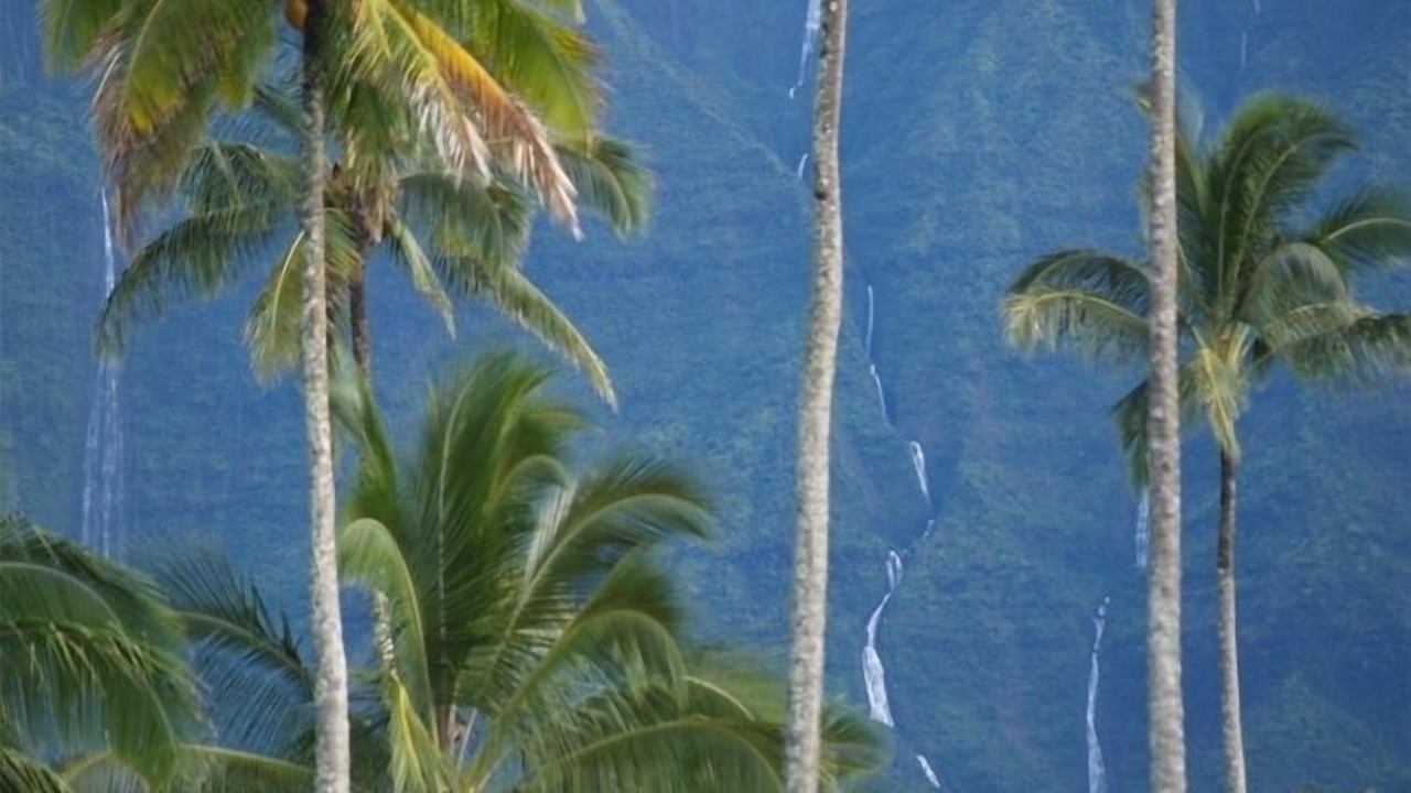 Photo of Others in Hanalei Palms
