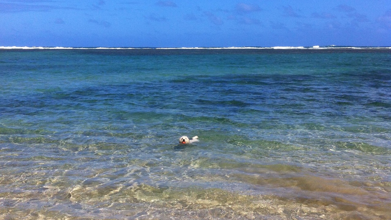 Photo of Others in Anahola