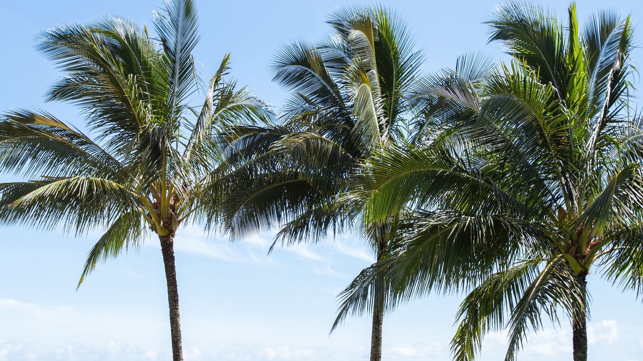 Photo of Outdoor in Princeville