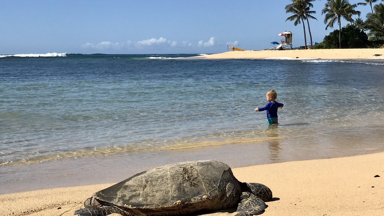 Photo of Others in Poipu