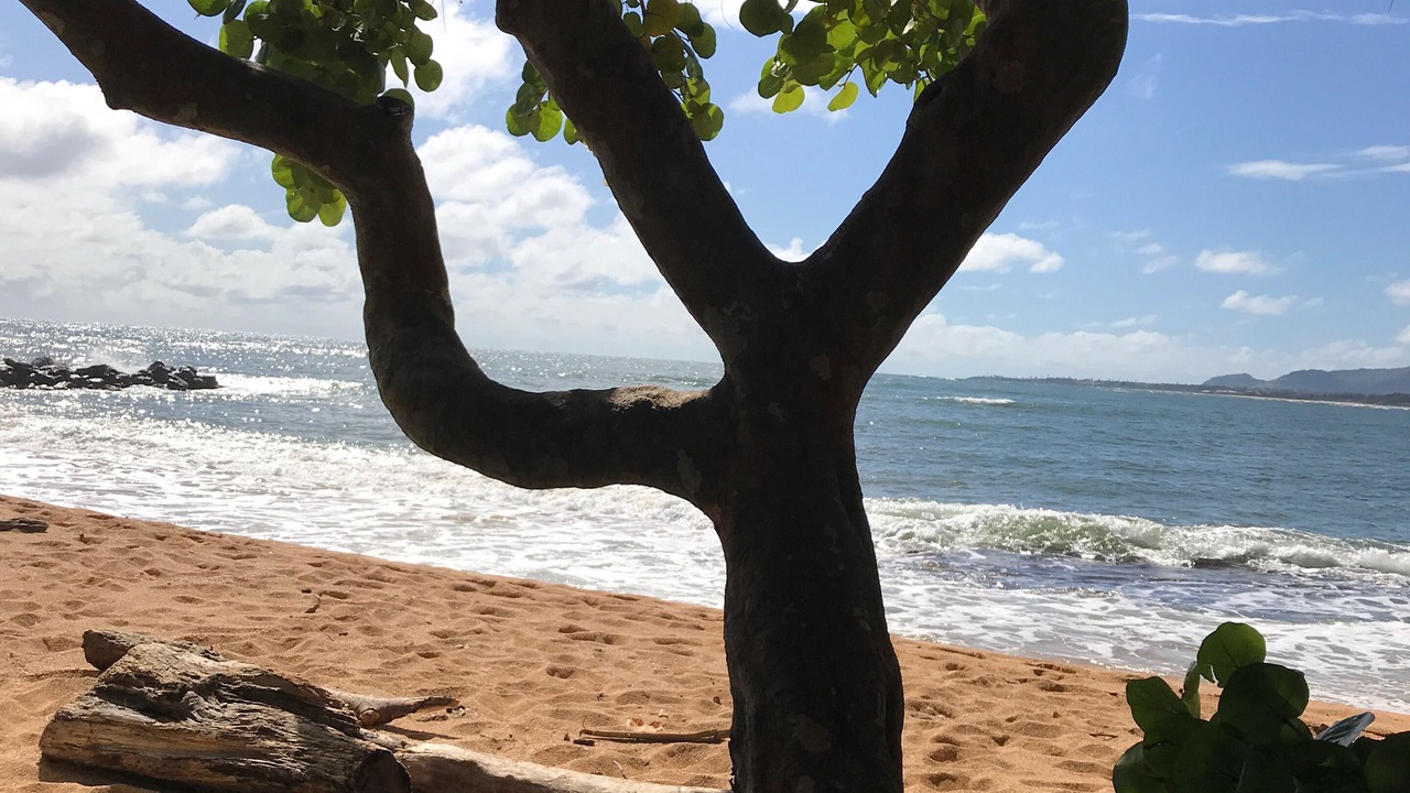 Photo of Others in Wailua