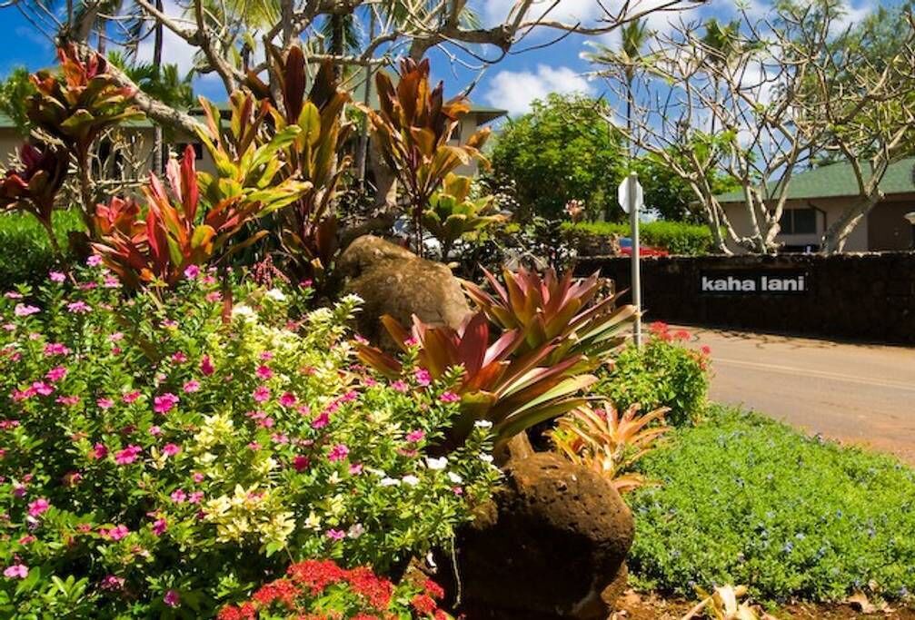 Photo of Others in Lihue