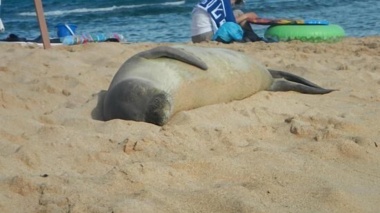 Photo of Others in Poipu