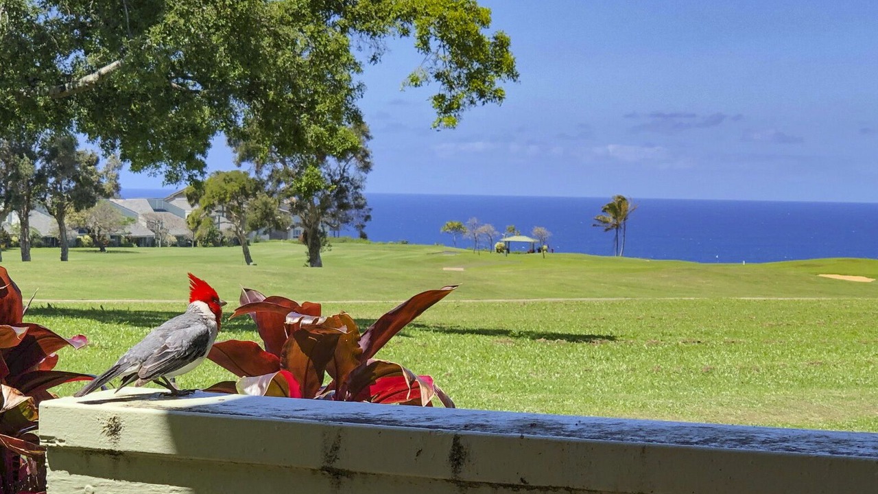 Photo of Others in Princeville