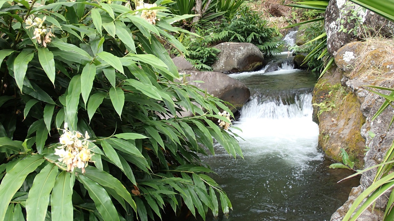 Photo of Others in Poipu