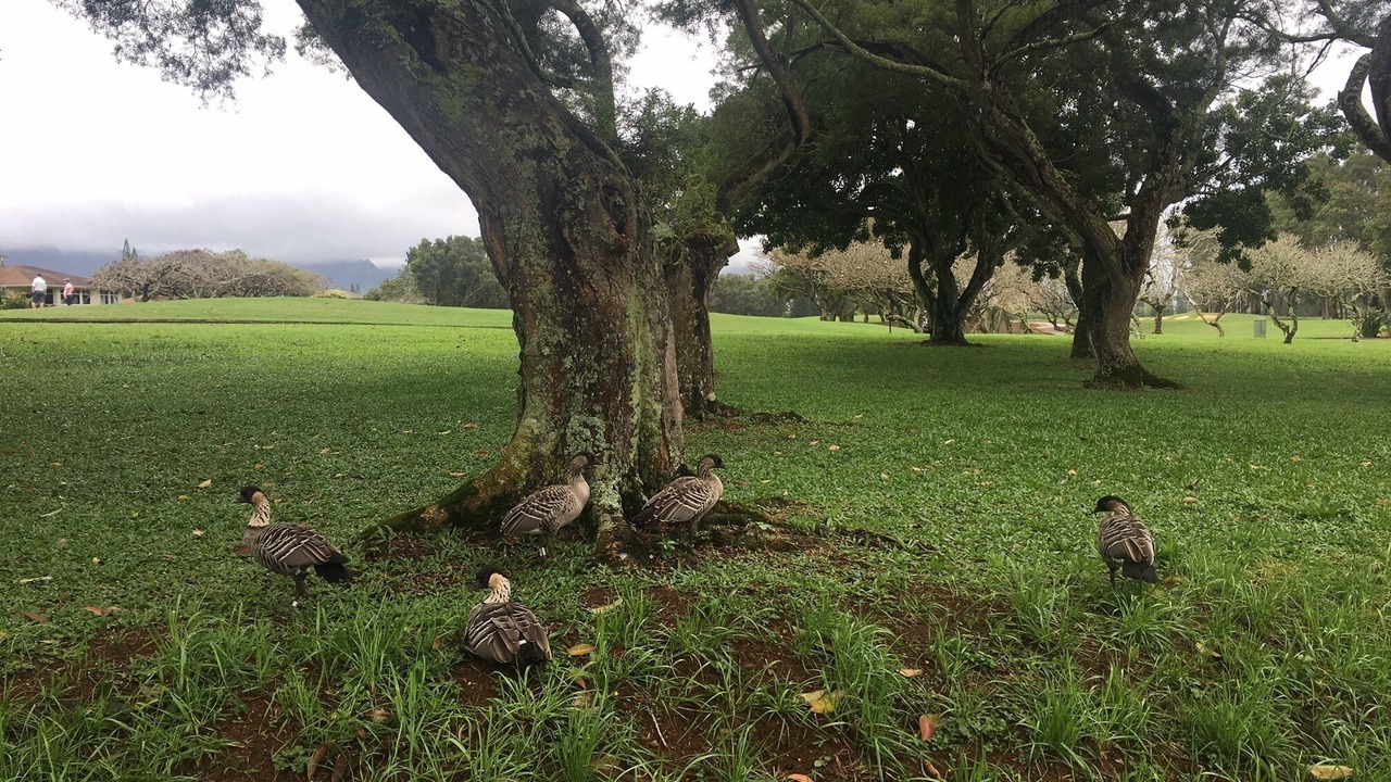 Photo of Others in Princeville