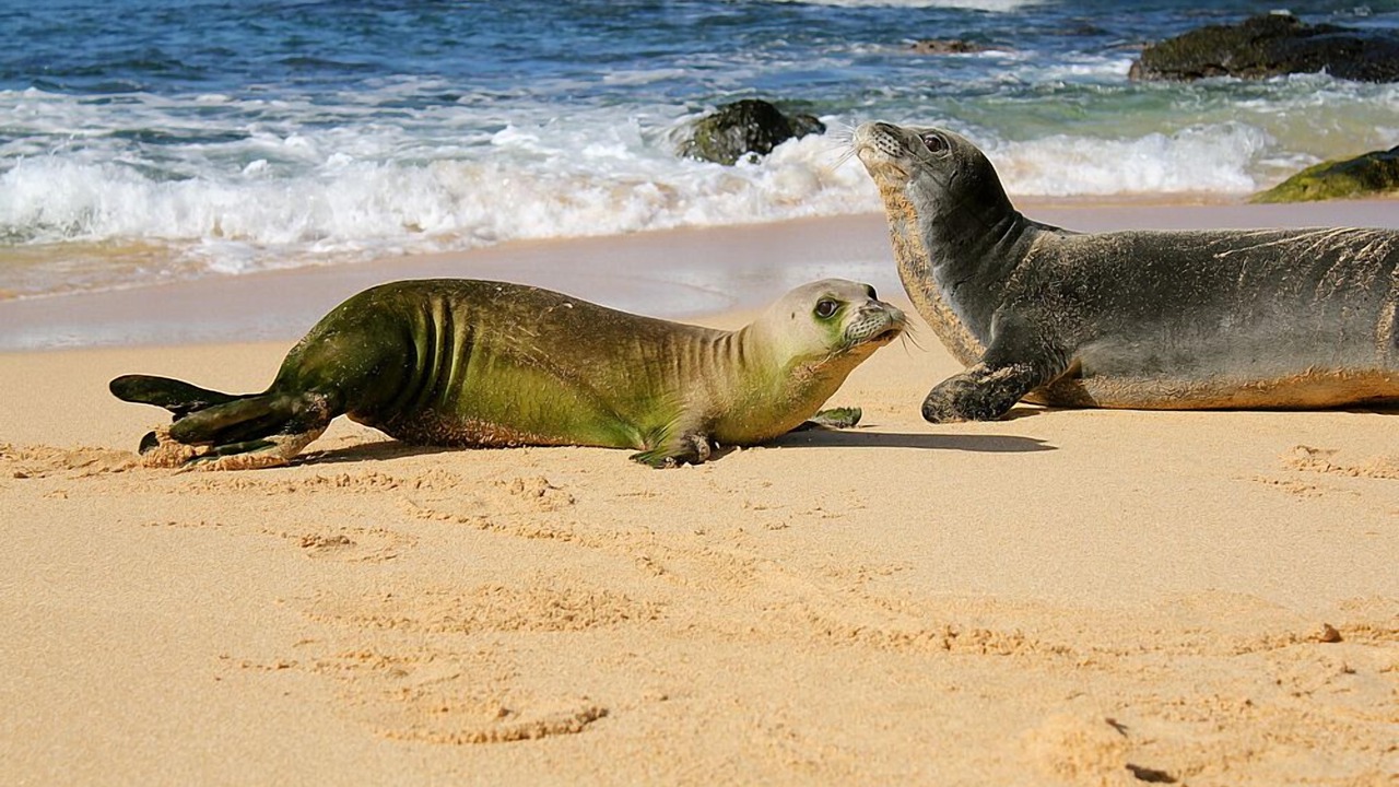Photo of Others in Wainiha