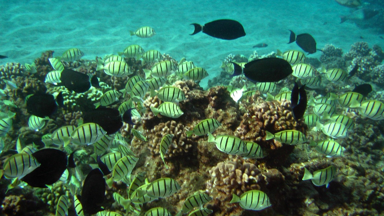 Photo of Others in Poipu
