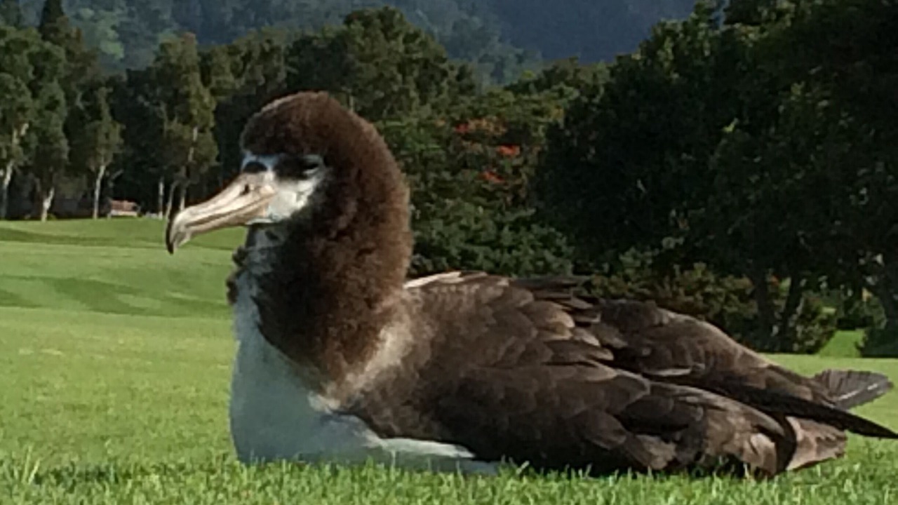 Photo of Others in Princeville