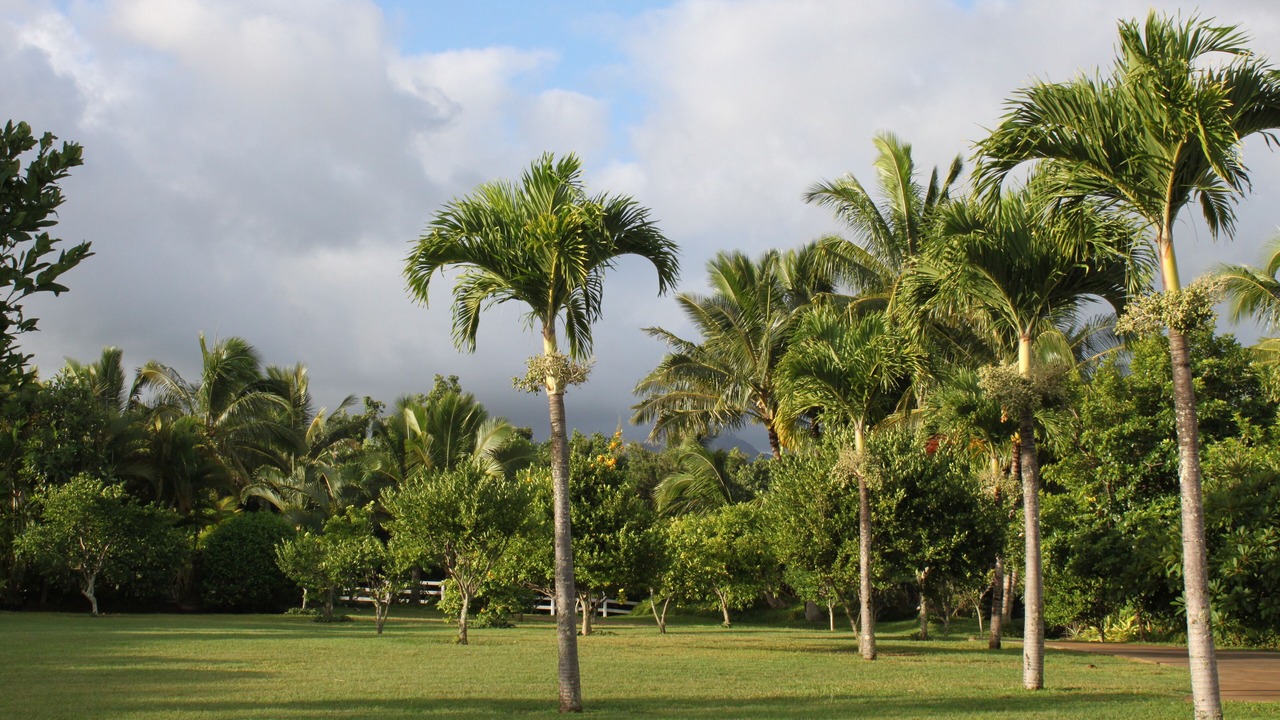 Photo of Others in Kilauea