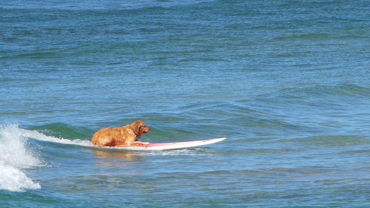 Photo of Others in Princeville
