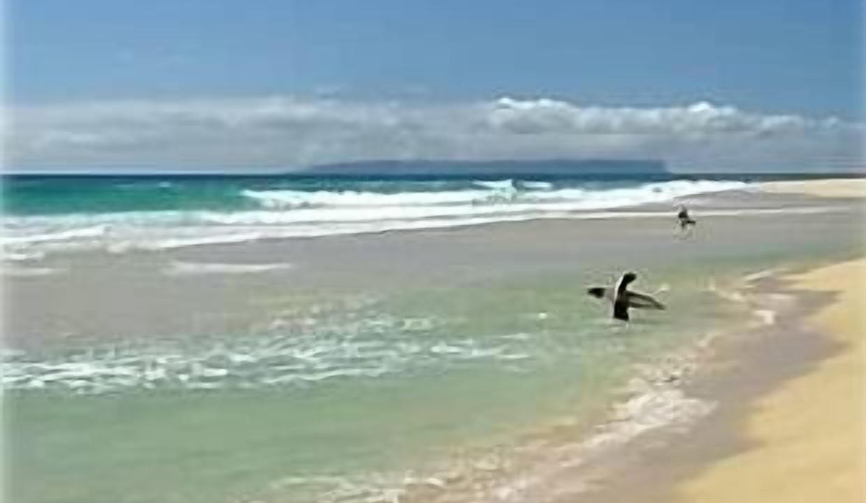 Photo of Others in Kekaha