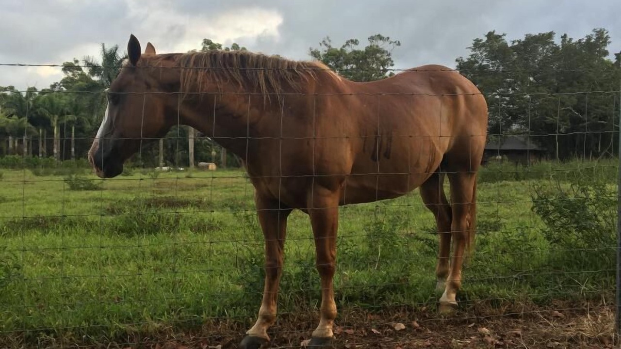 Photo of Others in Wailua Homesteads
