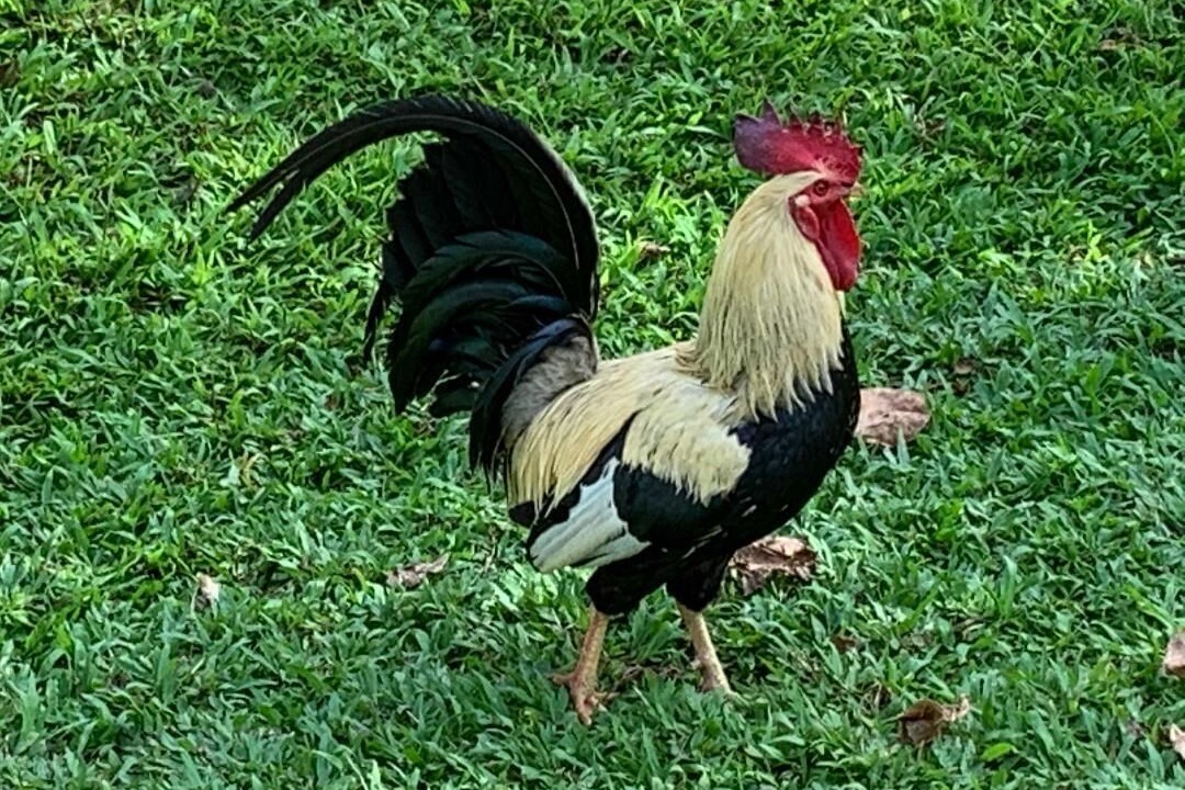Photo of Others in Wailua Homesteads