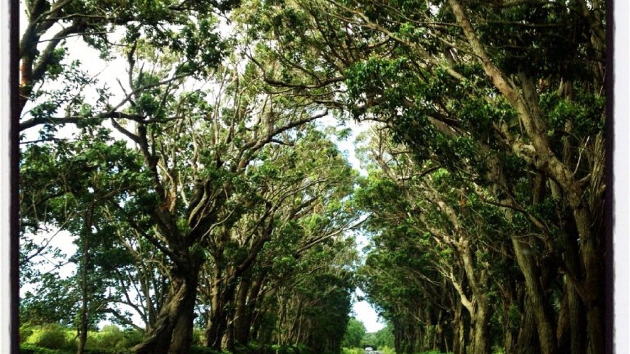 Photo of Others in Poipu
