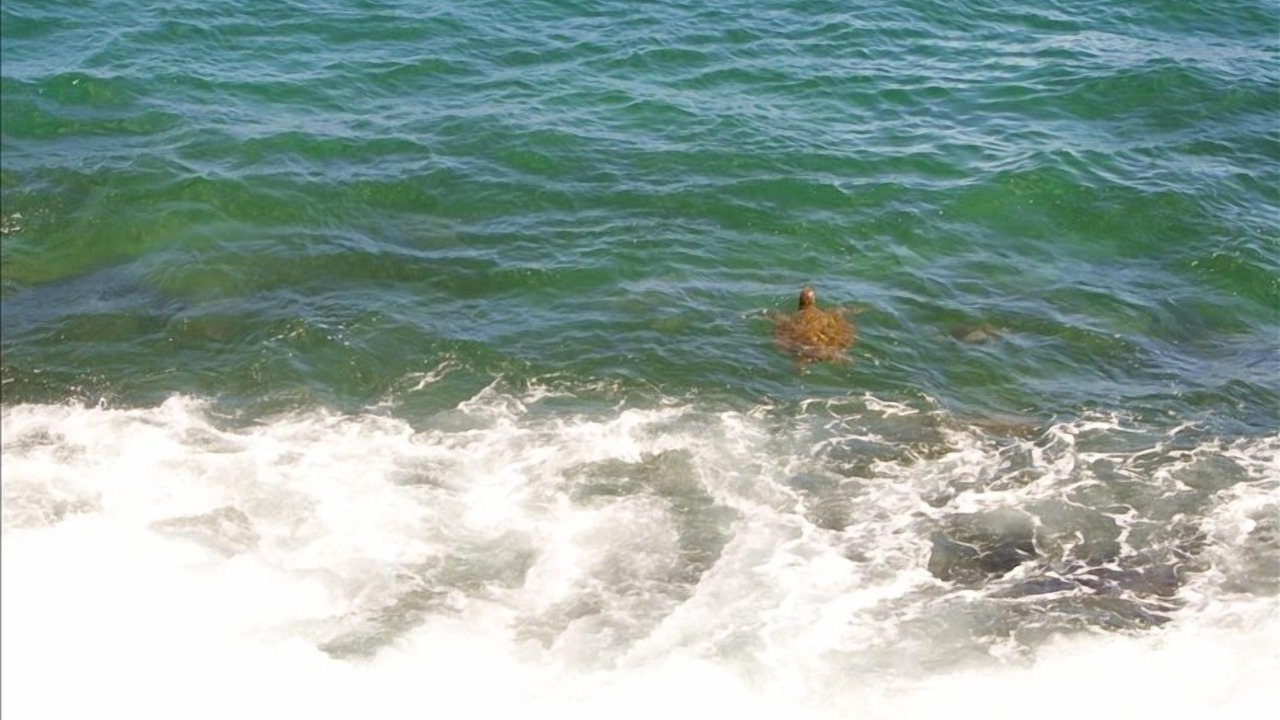 Photo of Others in Poipu