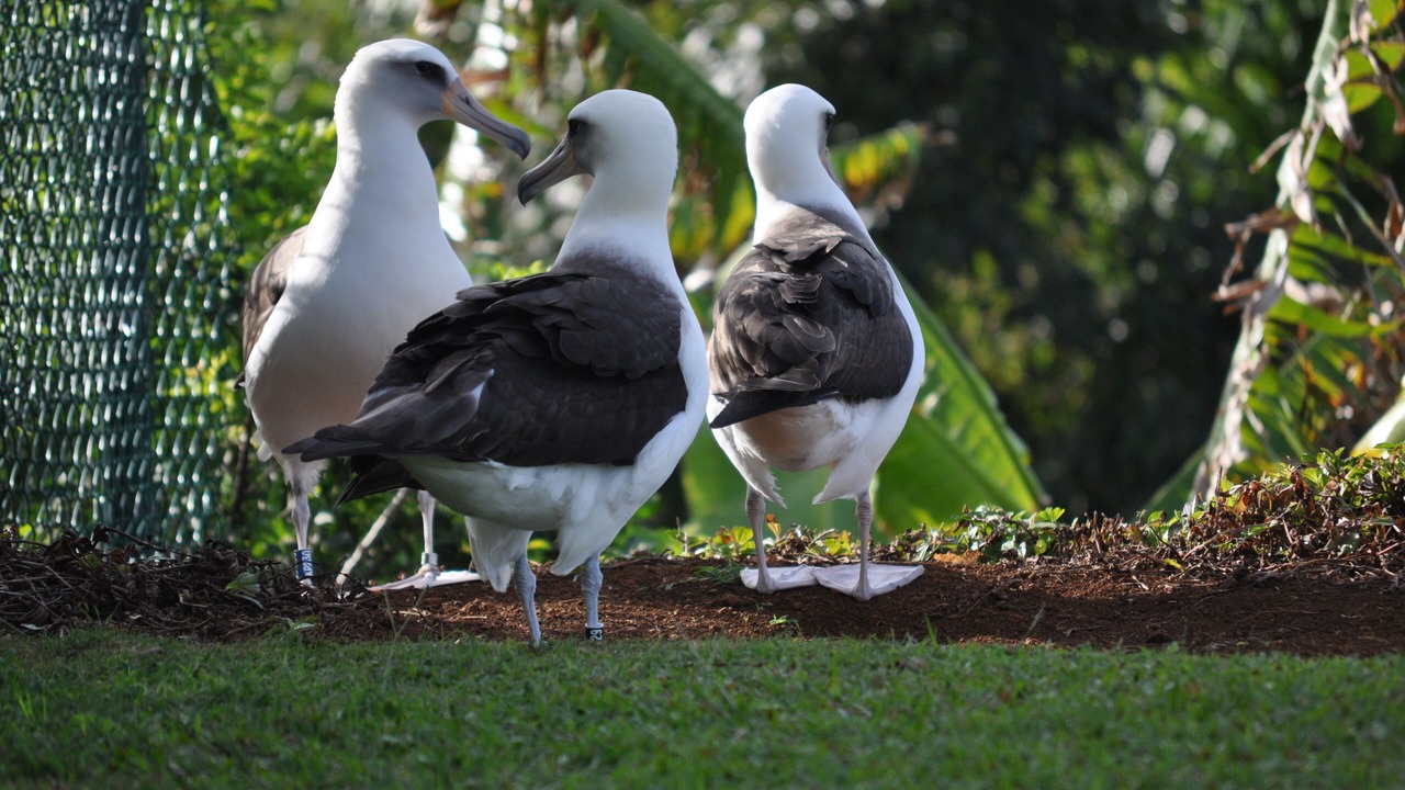 Photo of Others in Princeville