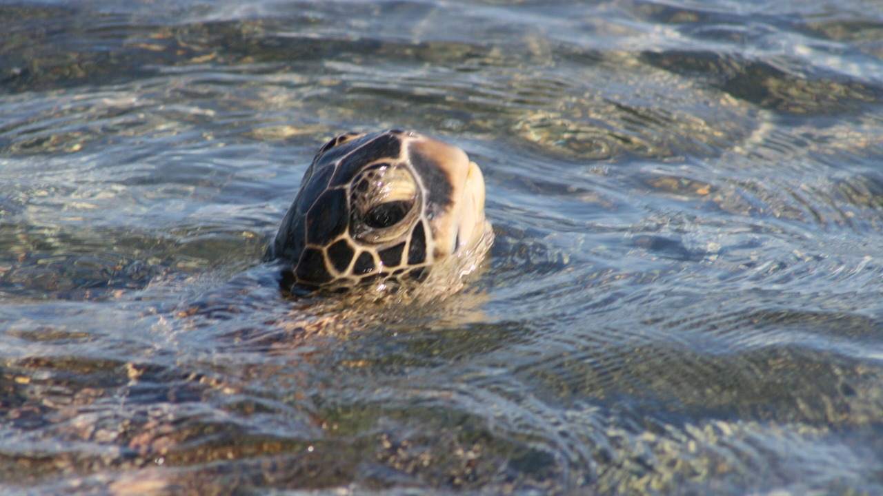 Photo of Others in Princeville