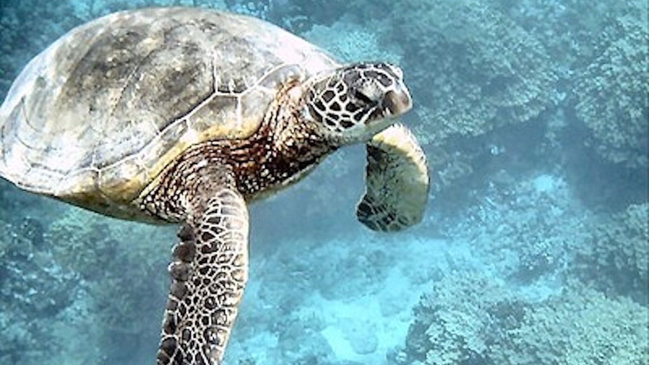 Photo of Others in Poipu