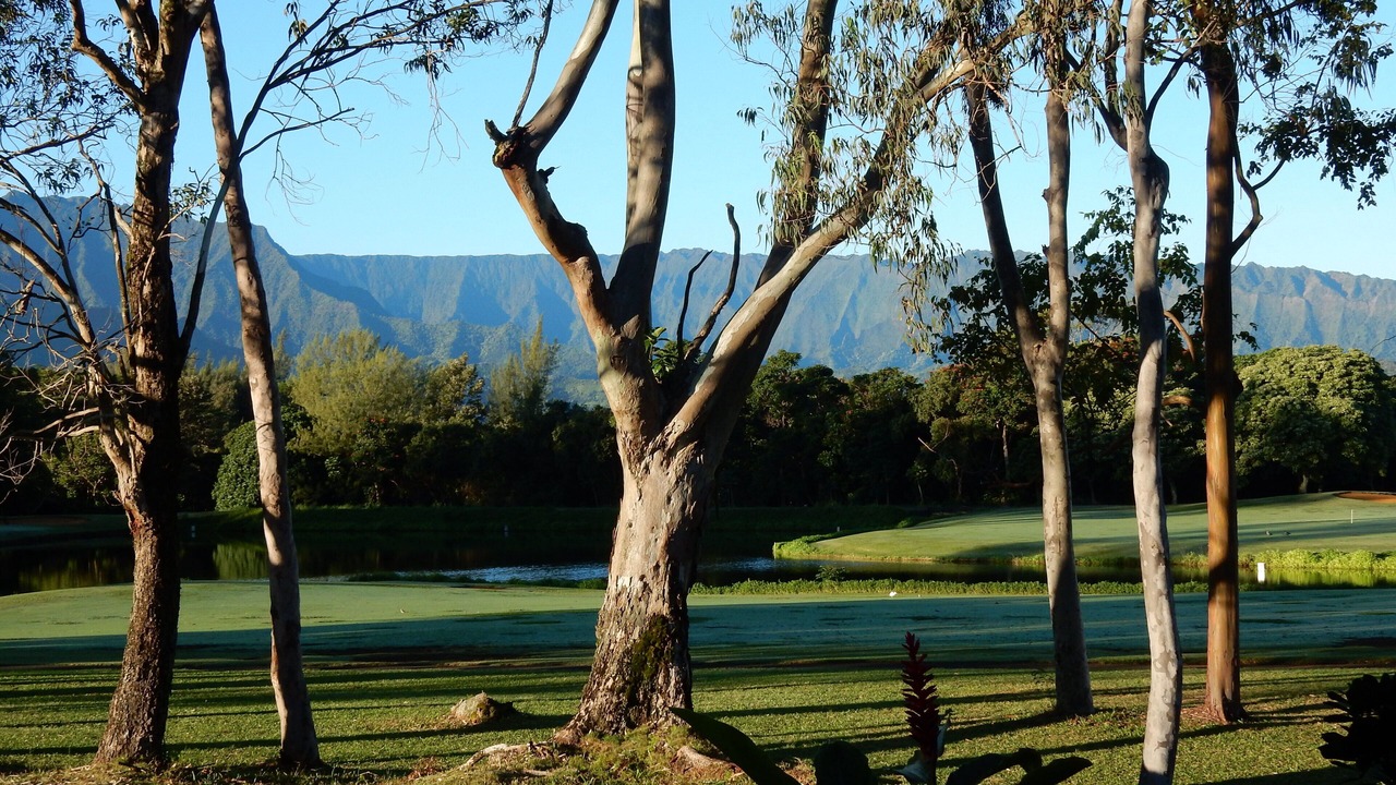 Photo of Others in Princeville
