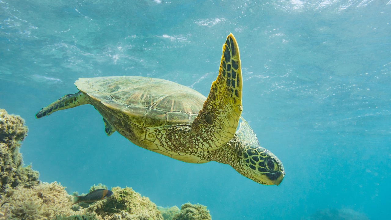 Photo of Others in Kapaa