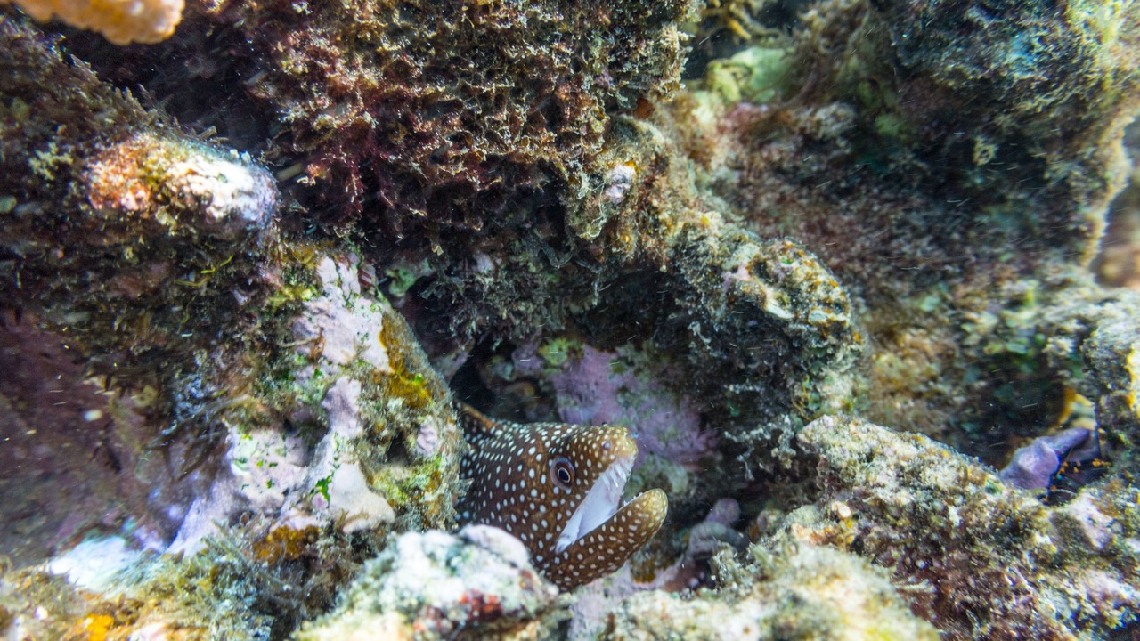 Photo of Others in Kapaa