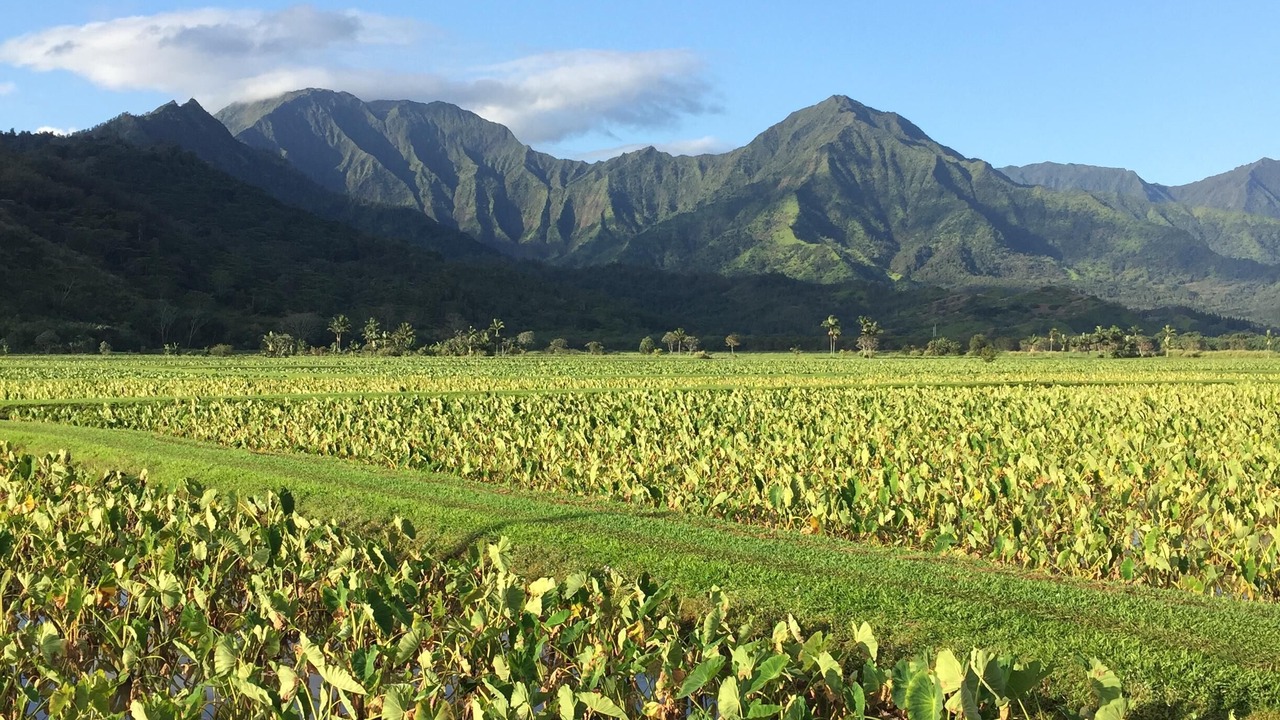 Photo of Others in Princeville