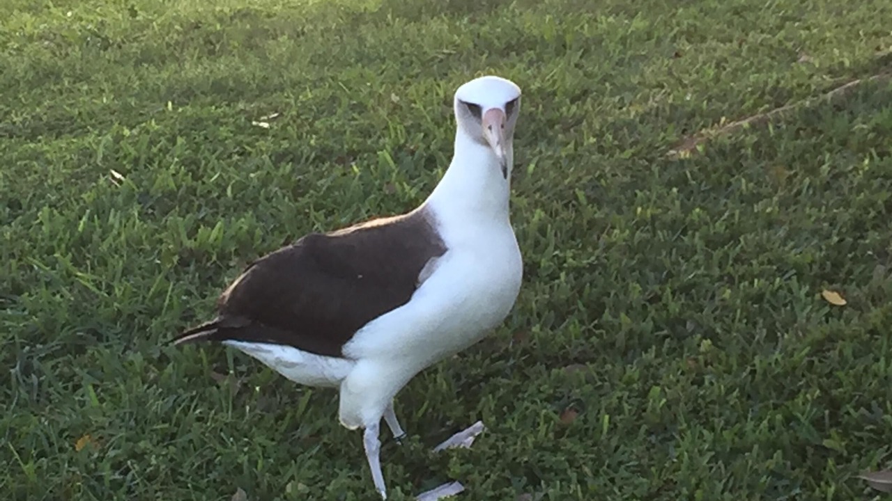 Photo of Others in Princeville