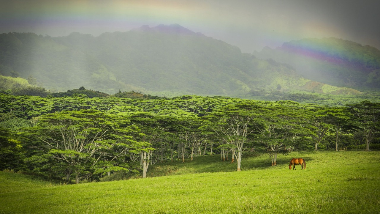 Photo of Others in Kekaha