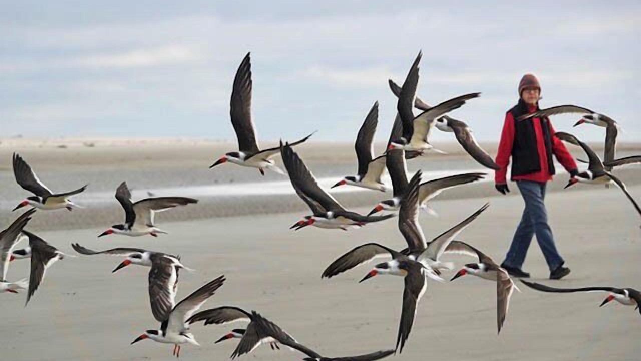 Photo of Others in Jekyll Island