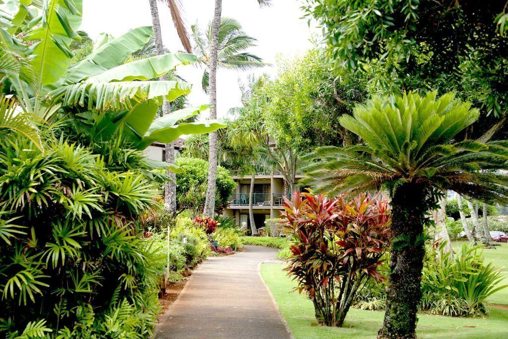 Photo of Outdoor in Kapaa