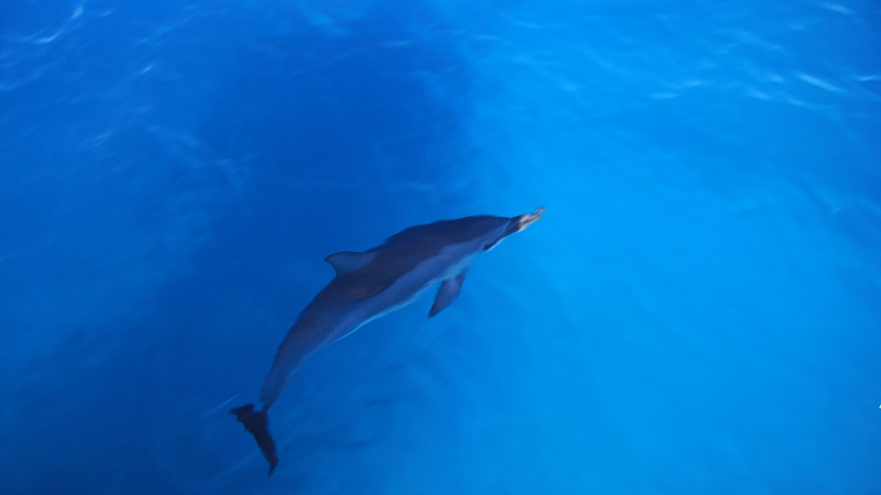 Photo of Outdoor in Kekaha