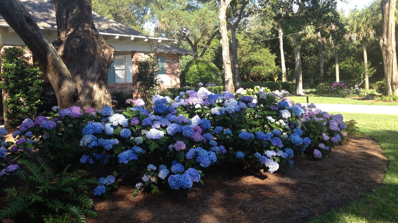 Photo of Others in Sea Island