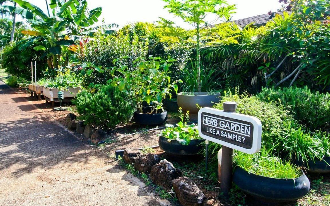 Photo of Outdoor in Kapaa
