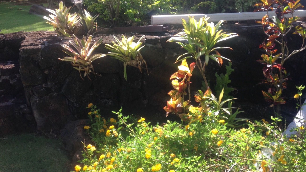 Photo of Others in Poipu