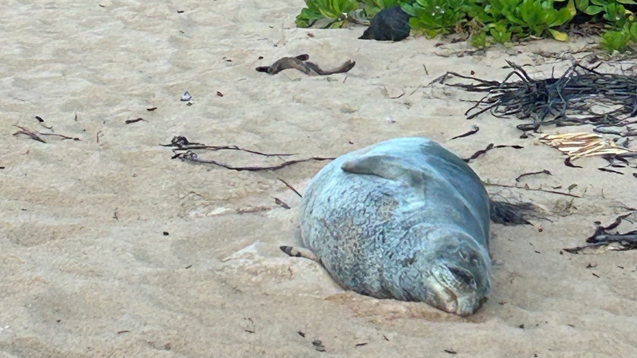 Photo of Others in Poipu