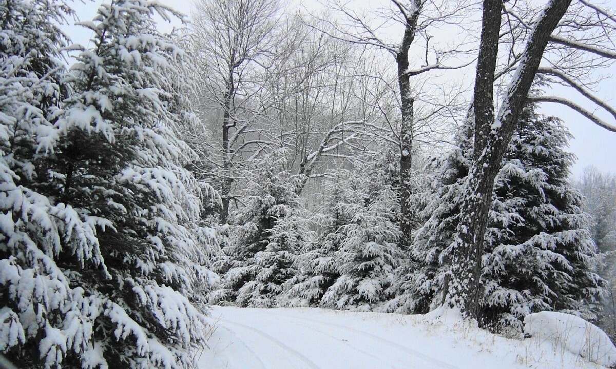 Photo of Others in Spruce Pine