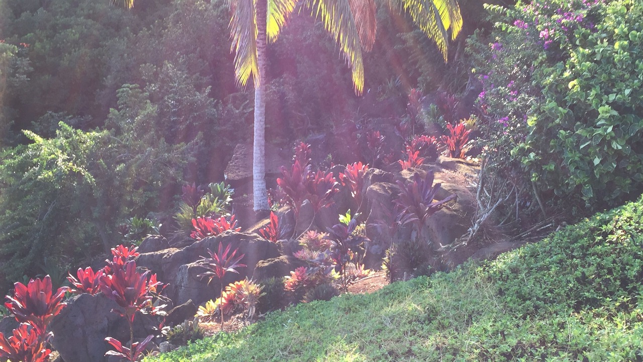 Photo of Outdoor in Kilauea