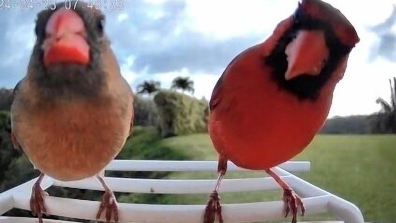 Photo of Others in Kilauea