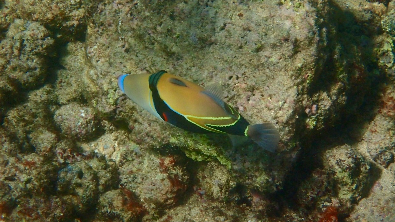 Photo of Others in Poipu