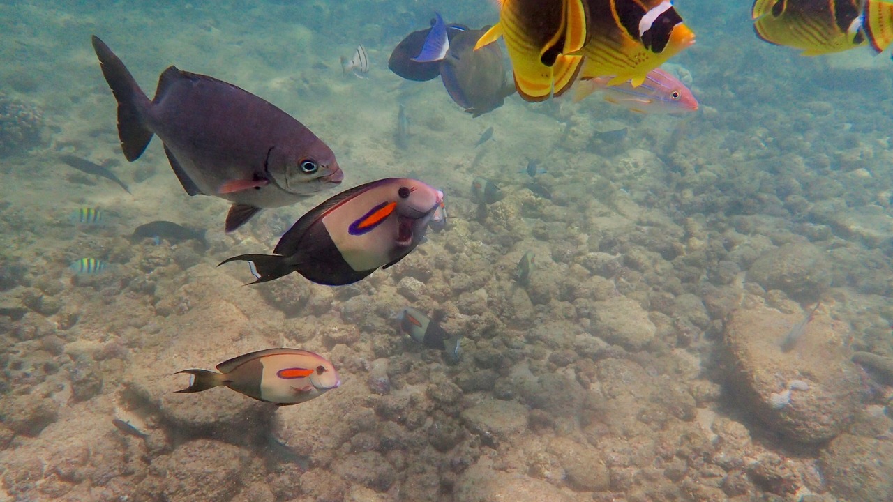 Photo of Others in Poipu