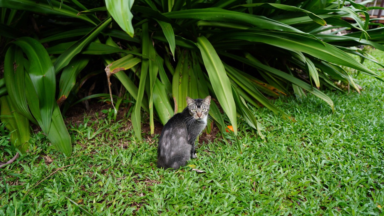 Photo of Others in Kilauea