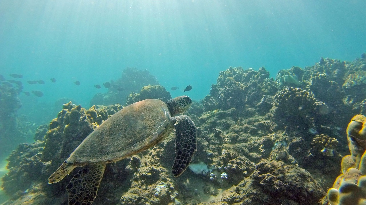 Photo of Others in Poipu